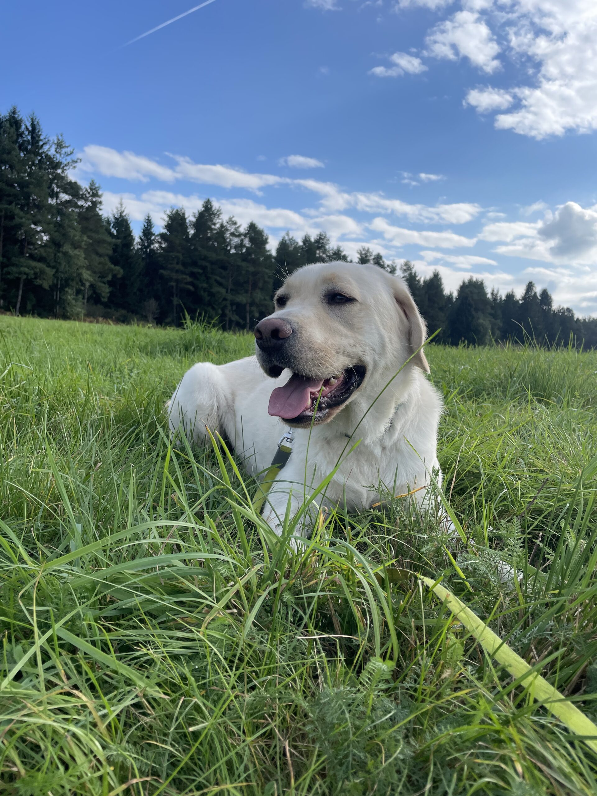 Enzo